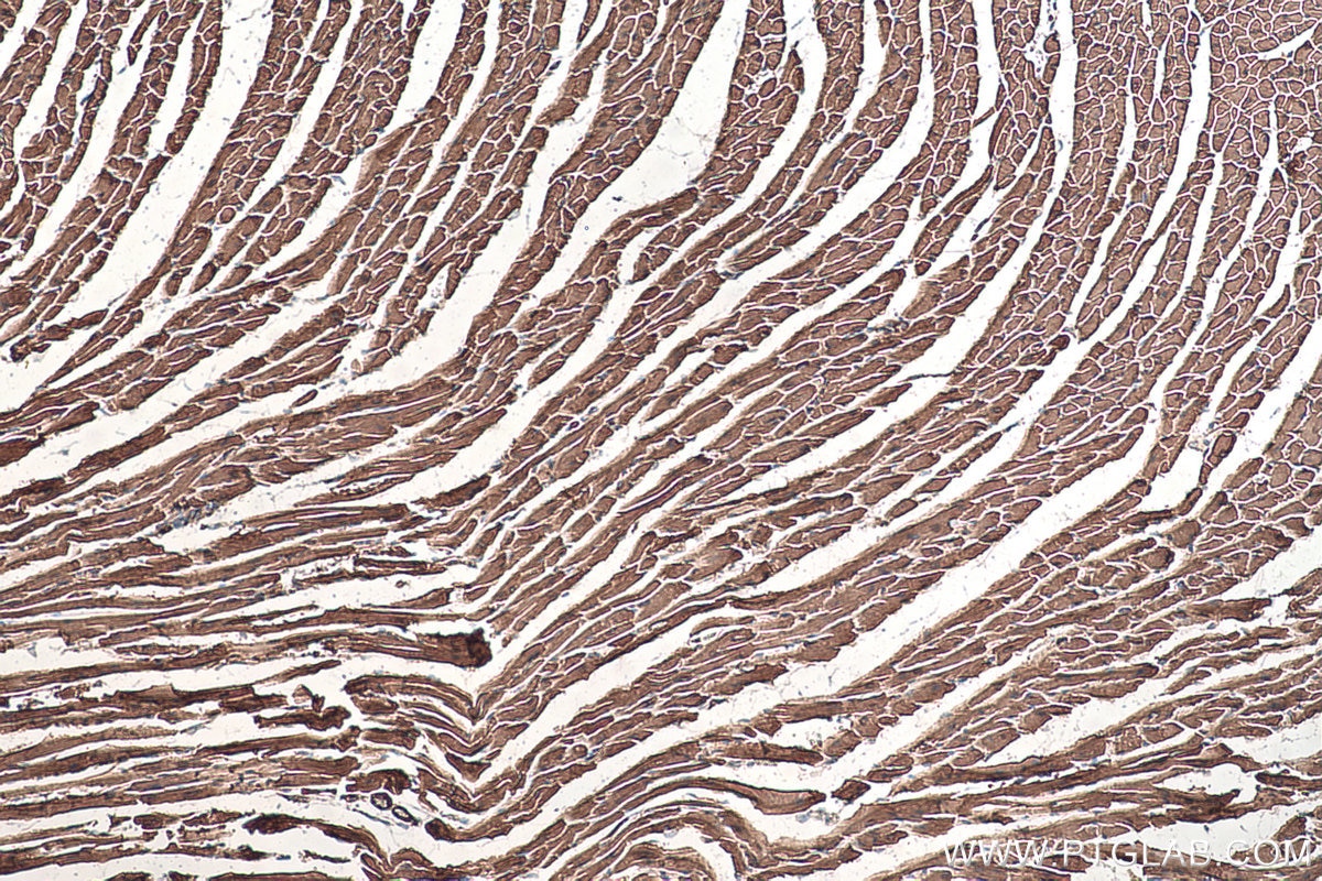 Immunohistochemistry (IHC) staining of mouse heart tissue using MYL6 Monoclonal antibody (68142-1-Ig)