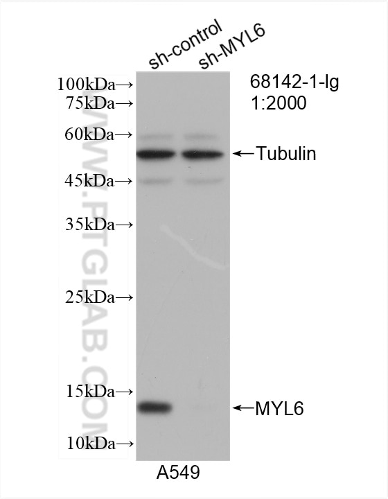 Western Blot (WB) analysis of A549 cells using MYL6 Monoclonal antibody (68142-1-Ig)