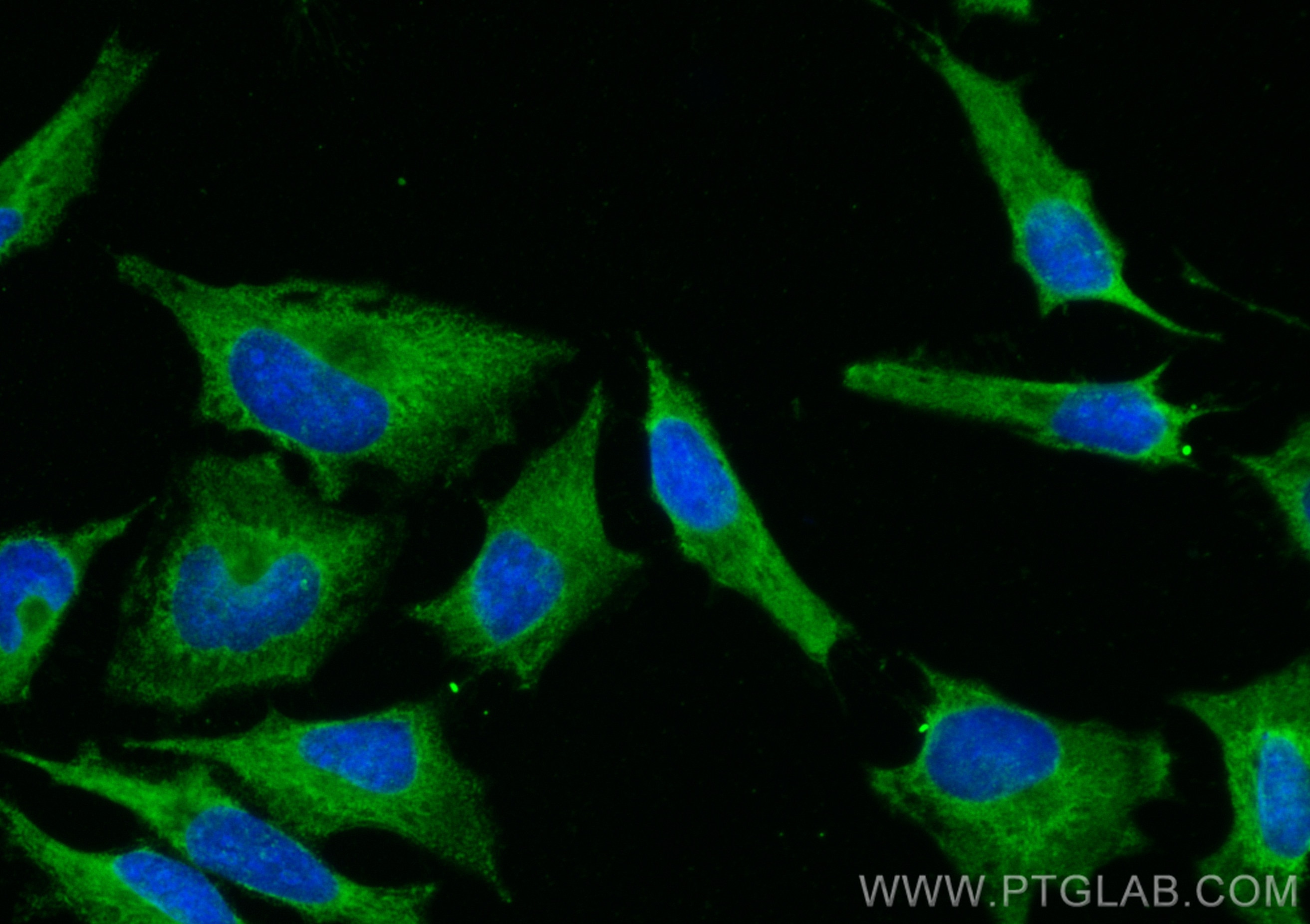 Immunofluorescence (IF) / fluorescent staining of HeLa cells using CoraLite® Plus 488-conjugated MYL6 Monoclonal anti (CL488-68142)