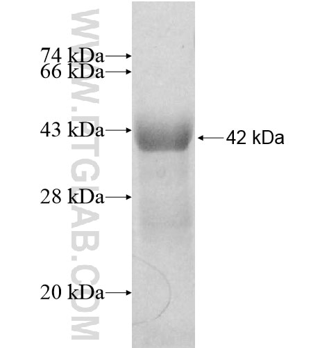 MYL6 fusion protein Ag12964 SDS-PAGE