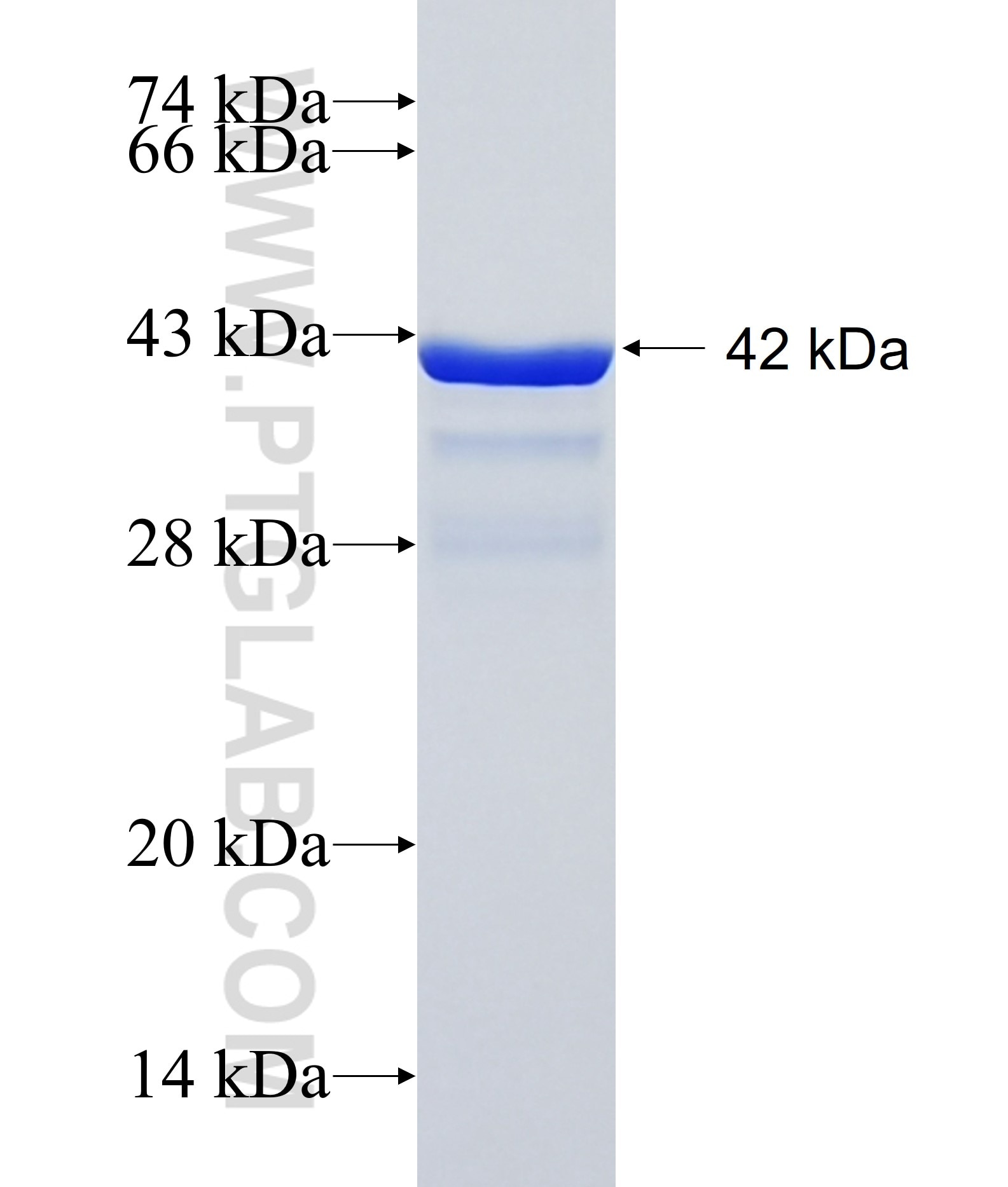 MYL6 fusion protein Ag12964 SDS-PAGE