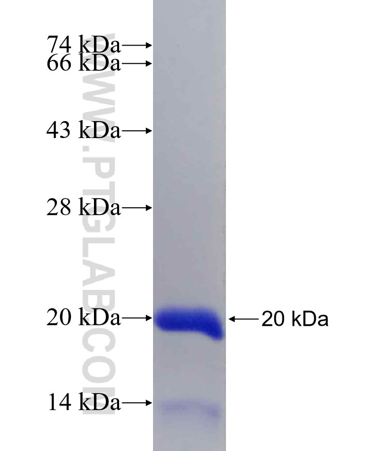 MYL6 fusion protein Ag13091 SDS-PAGE