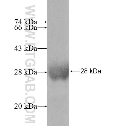 MYL6B fusion protein Ag10665 SDS-PAGE