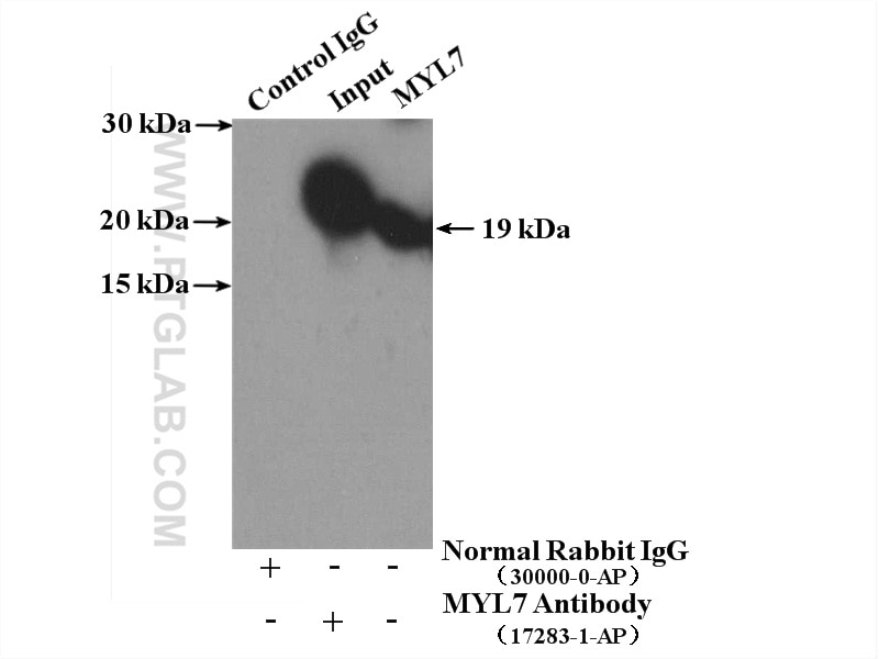 Immunoprecipitation (IP) experiment of mouse heart tissue using MYL7 Polyclonal antibody (17283-1-AP)