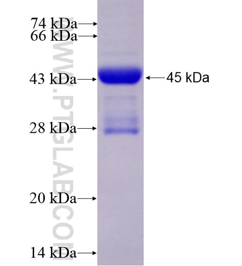 MYL7 fusion protein Ag11058 SDS-PAGE