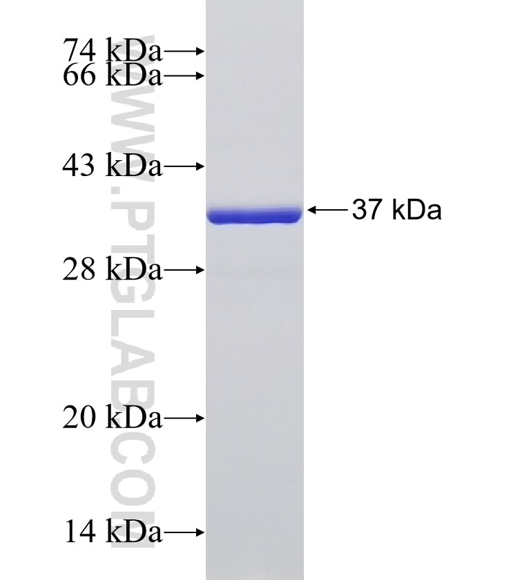 MYL9 fusion protein Ag7600 SDS-PAGE