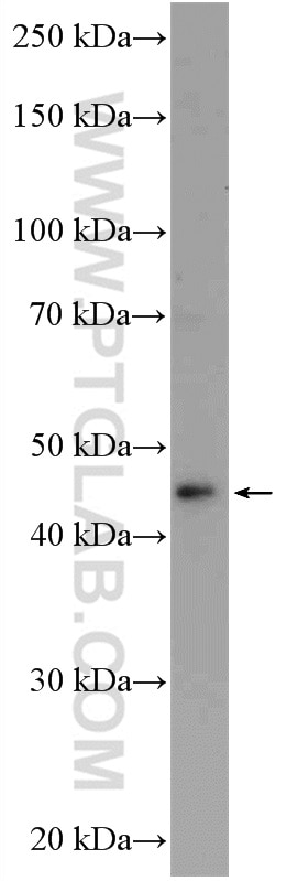 Western Blot (WB) analysis of CHO cells using MYLIP Polyclonal antibody (15455-1-AP)