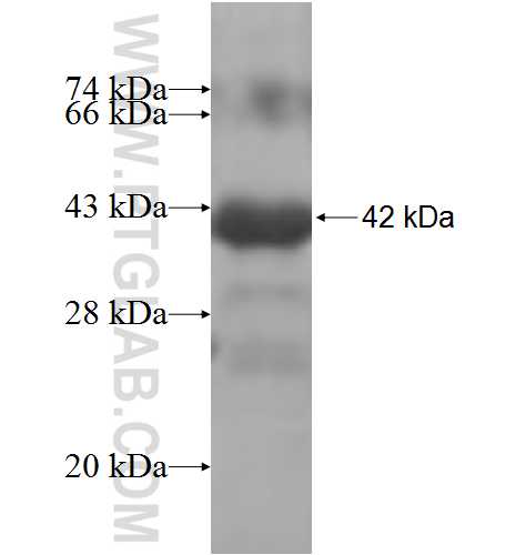 MYLIP fusion protein Ag7273 SDS-PAGE