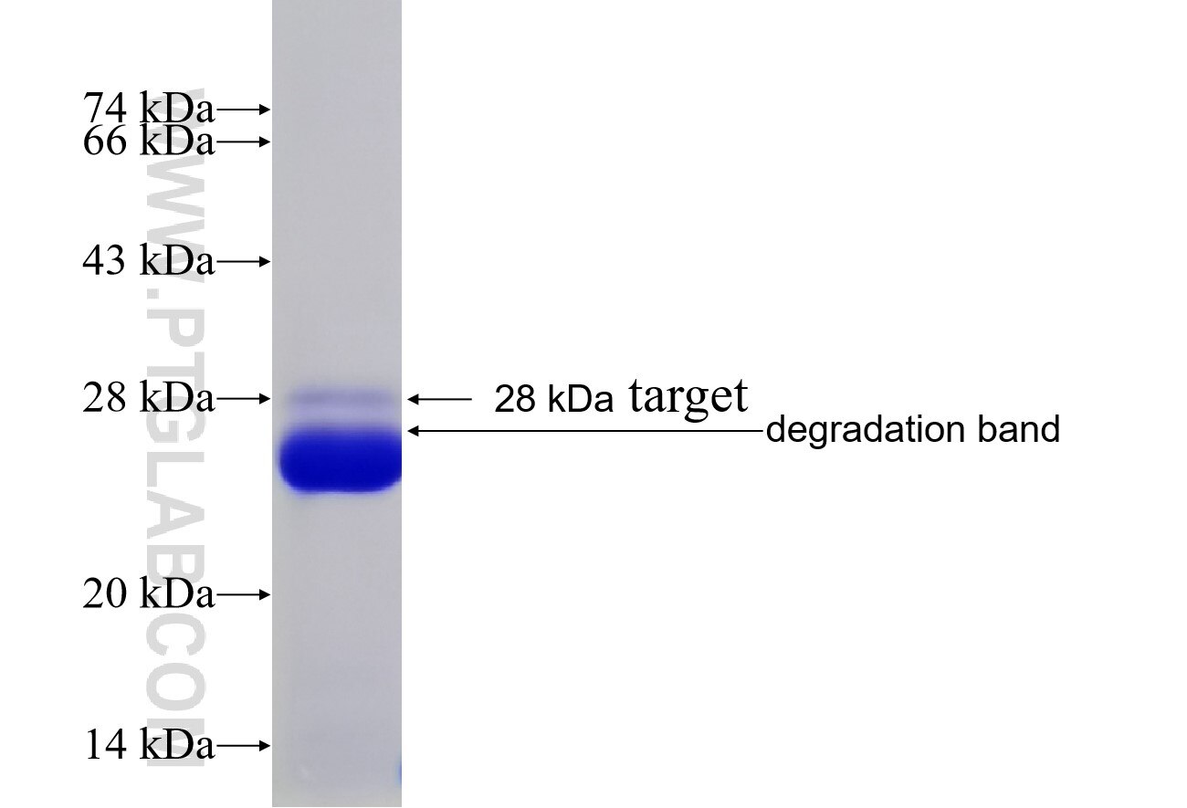 MYLK fusion protein Ag16710 SDS-PAGE
