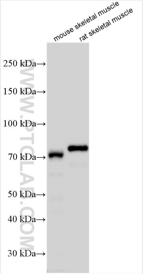 Western Blot (WB) analysis of various lysates using MYLK2 Polyclonal antibody (21173-1-AP)