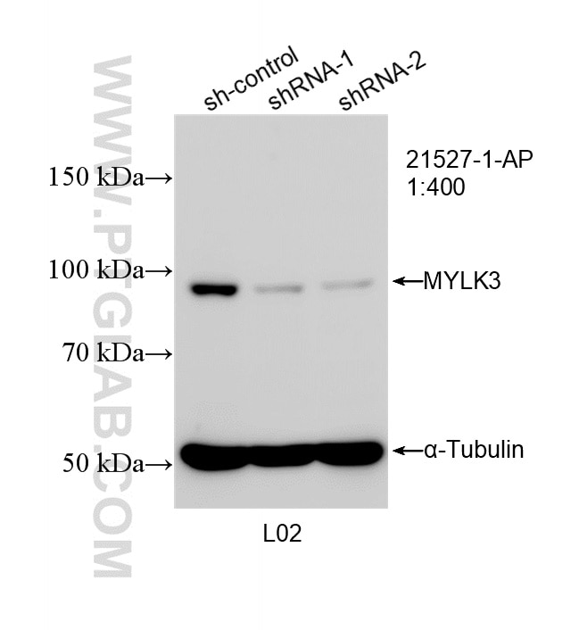 Western Blot (WB) analysis of L02 cells using MYLK3 Polyclonal antibody (21527-1-AP)