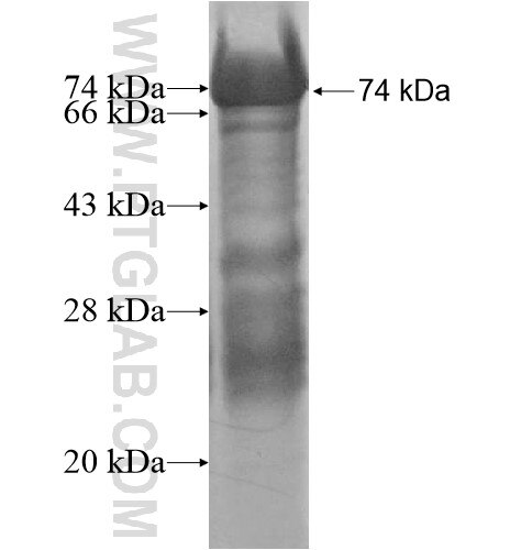 MYLK3 fusion protein Ag16137 SDS-PAGE