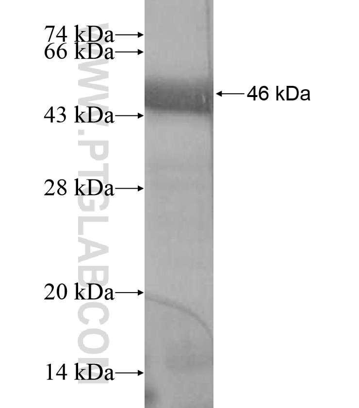MYLK3 fusion protein Ag17370 SDS-PAGE