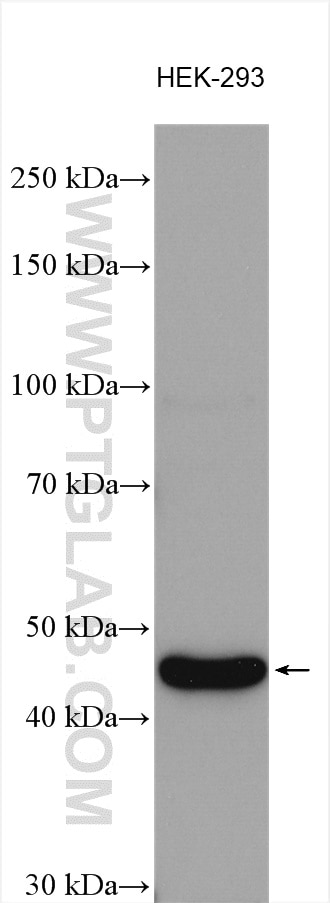 Western Blot (WB) analysis of various lysates using MYLK4 Polyclonal antibody (24309-1-AP)