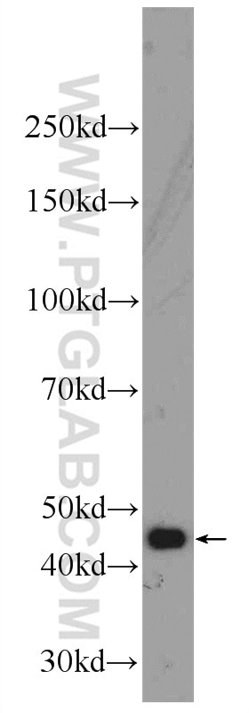 WB analysis of L02 using 24309-1-AP