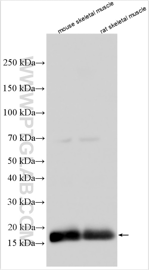 WB analysis using 16052-1-AP Western Blot (WB) analysis of various lysates using MYLPF Polyclonal antibody (16052-1-AP)