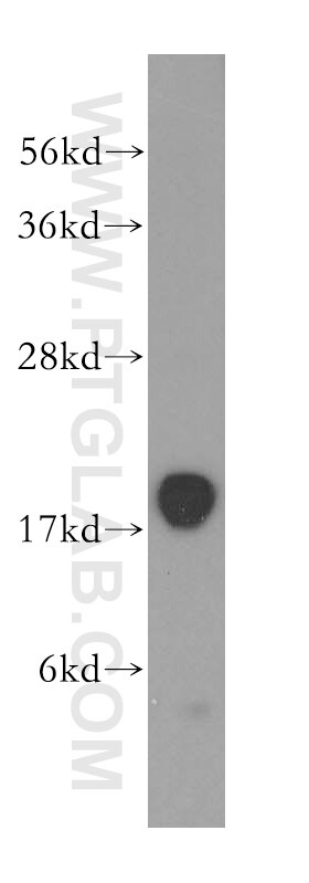 Western Blot (WB) analysis of mouse skeletal muscle tissue using MYLPF Polyclonal antibody (16052-1-AP)