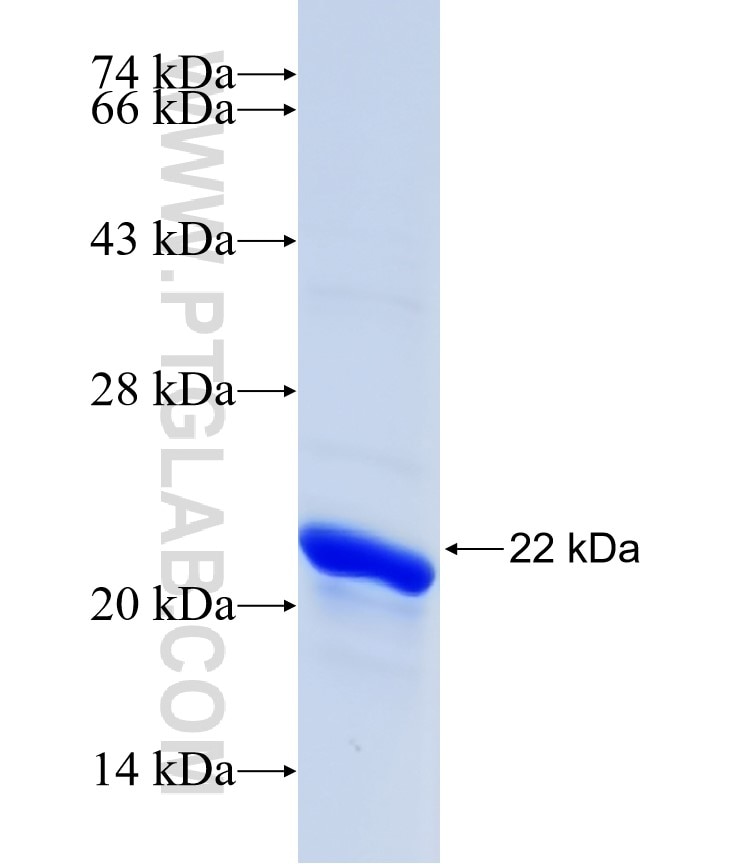 MYLPF fusion protein Ag8977 SDS-PAGE