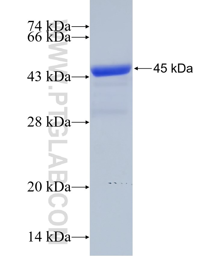 MYLPF fusion protein Ag9013 SDS-PAGE