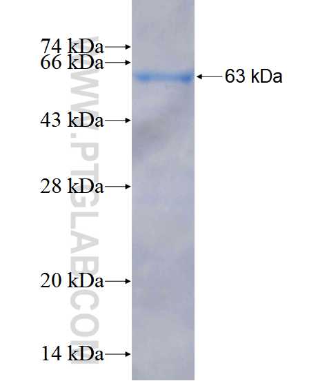 MYNN fusion protein Ag4188 SDS-PAGE
