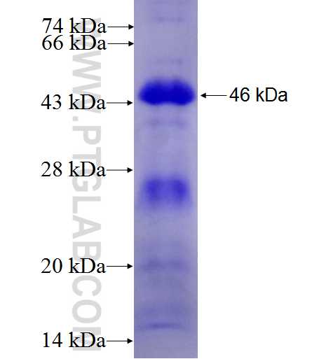 MYNN fusion protein Ag4350 SDS-PAGE