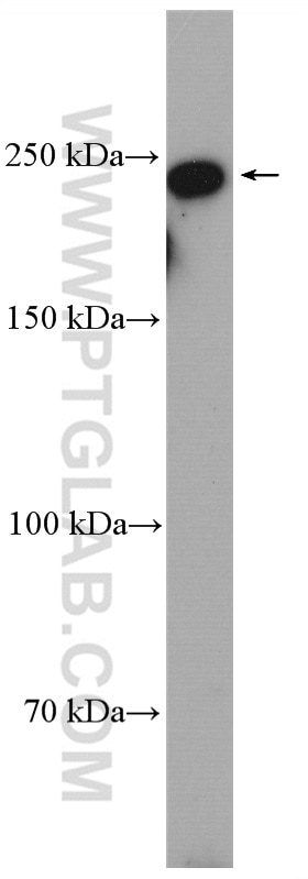 WB analysis of HeLa using 24565-1-AP