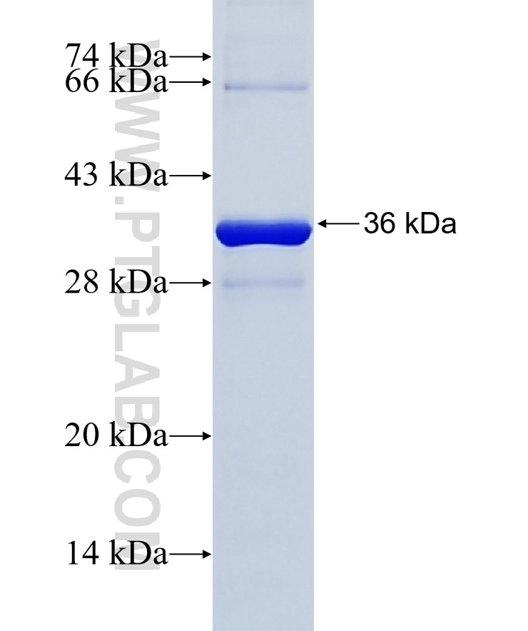 MYO10 fusion protein Ag18882 SDS-PAGE