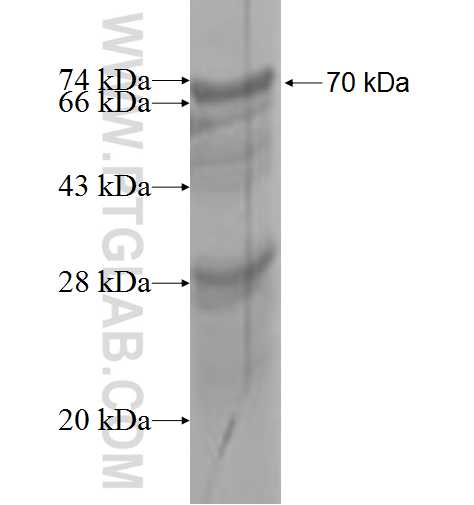 MYO18A fusion protein Ag6759 SDS-PAGE