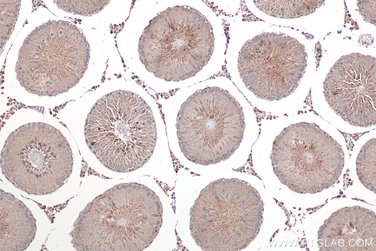 Immunohistochemistry (IHC) staining of rat testis tissue using MYO19 Polyclonal antibody (23906-1-AP)