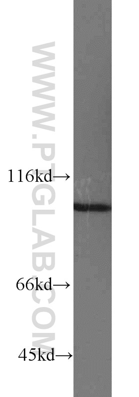Western Blot (WB) analysis of HeLa cells using MYO19 Polyclonal antibody (23906-1-AP)