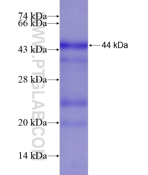 MYO19 fusion protein Ag20995 SDS-PAGE