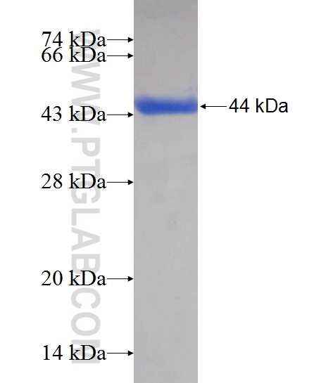 MYO1A fusion protein Ag11682 SDS-PAGE