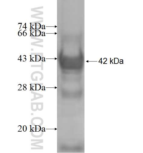 MYO1B fusion protein Ag6420 SDS-PAGE