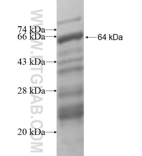 MYO1B fusion protein Ag6895 SDS-PAGE