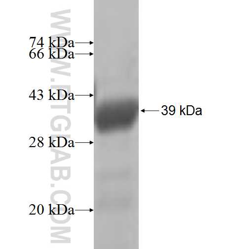 MYO1D fusion protein Ag5176 SDS-PAGE