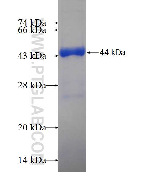 MYO1E fusion protein Ag12244 SDS-PAGE