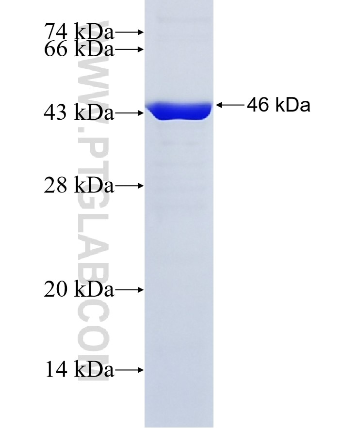 MYO1E fusion protein Ag12244 SDS-PAGE