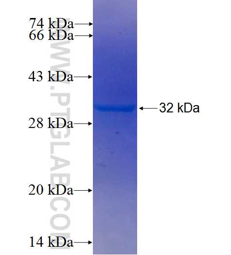 MYO1F fusion protein Ag4965 SDS-PAGE