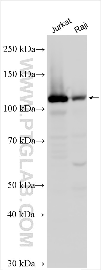Western Blot (WB) analysis of various lysates using MYO1G Polyclonal antibody (25772-1-AP)