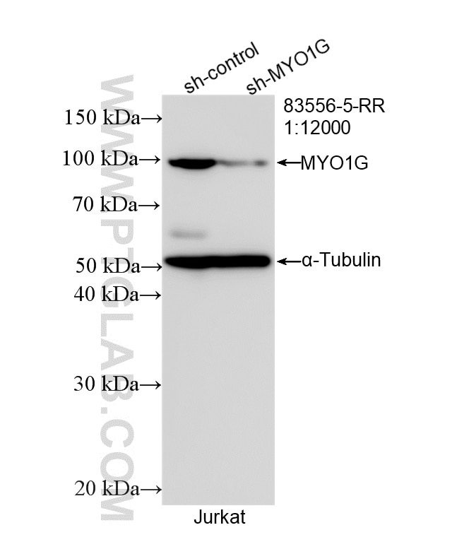 Western Blot (WB) analysis of Jurkat cells using MYO1G Recombinant antibody (83556-5-RR)