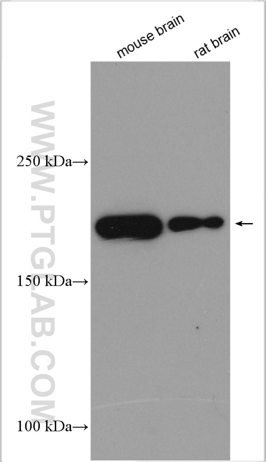 Western Blot (WB) analysis of various lysates using MYO5A Polyclonal antibody (55318-1-AP)