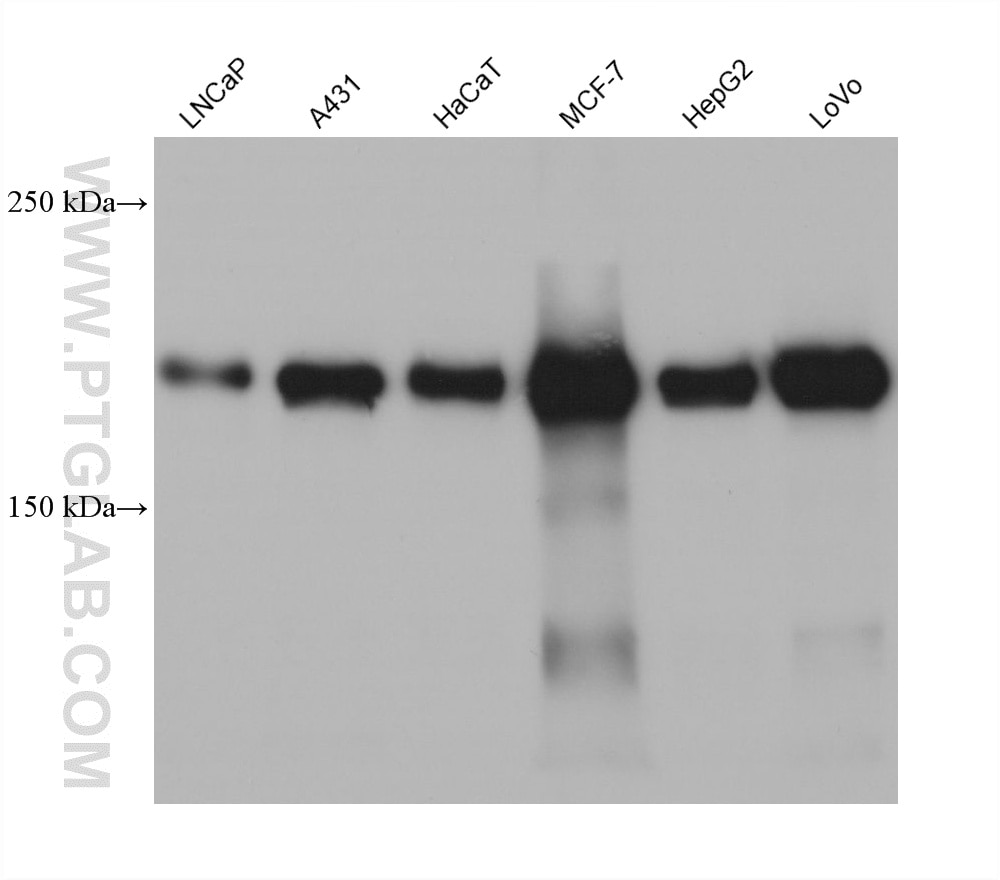 WB analysis using 60402-8-Ig Western Blot (WB) analysis of various lysates using MYO5B Monoclonal antibody (60402-8-Ig)