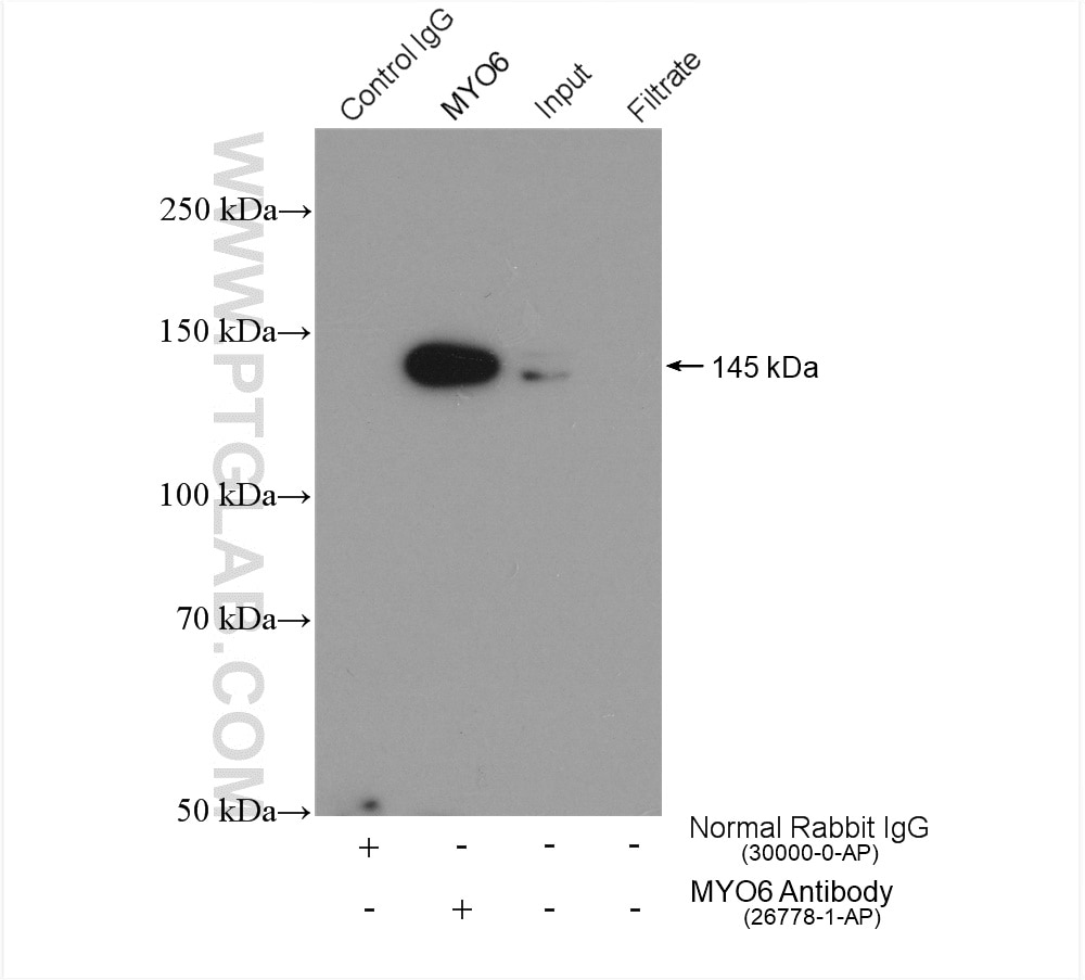 Immunoprecipitation (IP) experiment of PC-3 cells using MYO6 Polyclonal antibody (26778-1-AP)