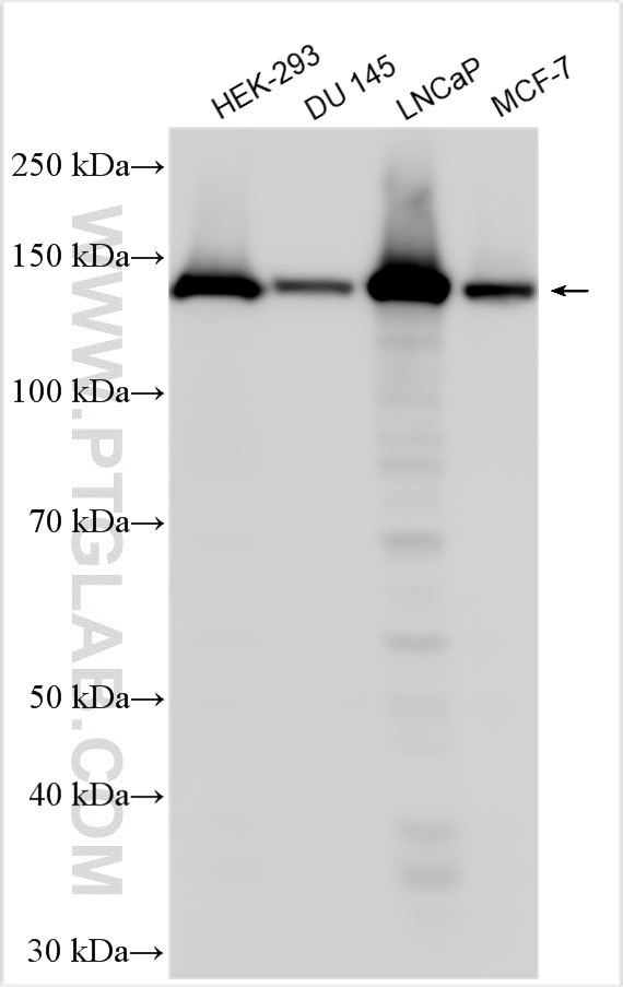 Western Blot (WB) analysis of various lysates using MYO6 Polyclonal antibody (26778-1-AP)