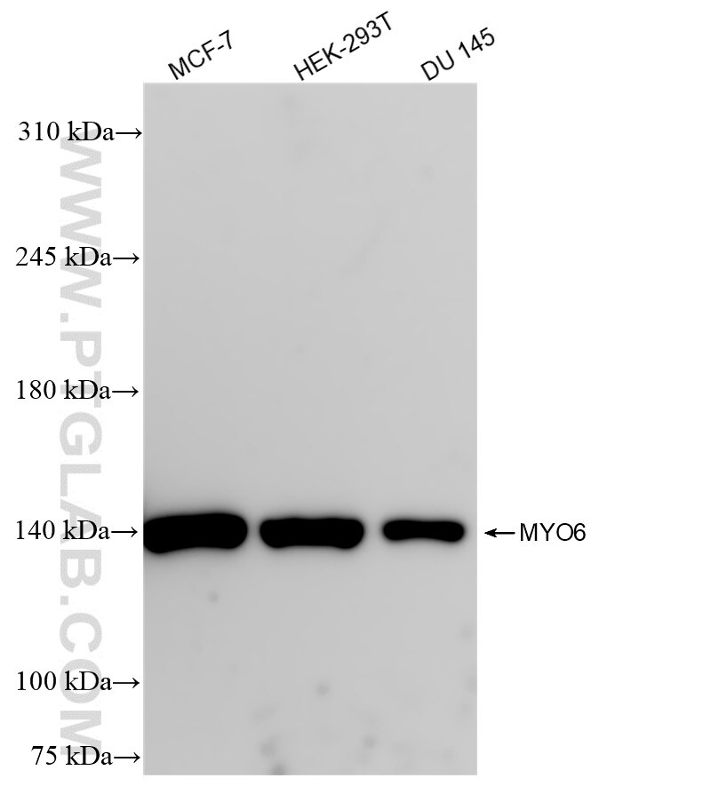 Western Blot (WB) analysis of various lysates using MYO6 Recombinant antibody (84085-3-RR)
