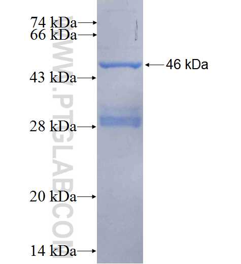 MYO6 fusion protein Ag24906 SDS-PAGE