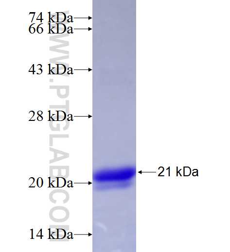 MYO6 fusion protein Ag25162 SDS-PAGE