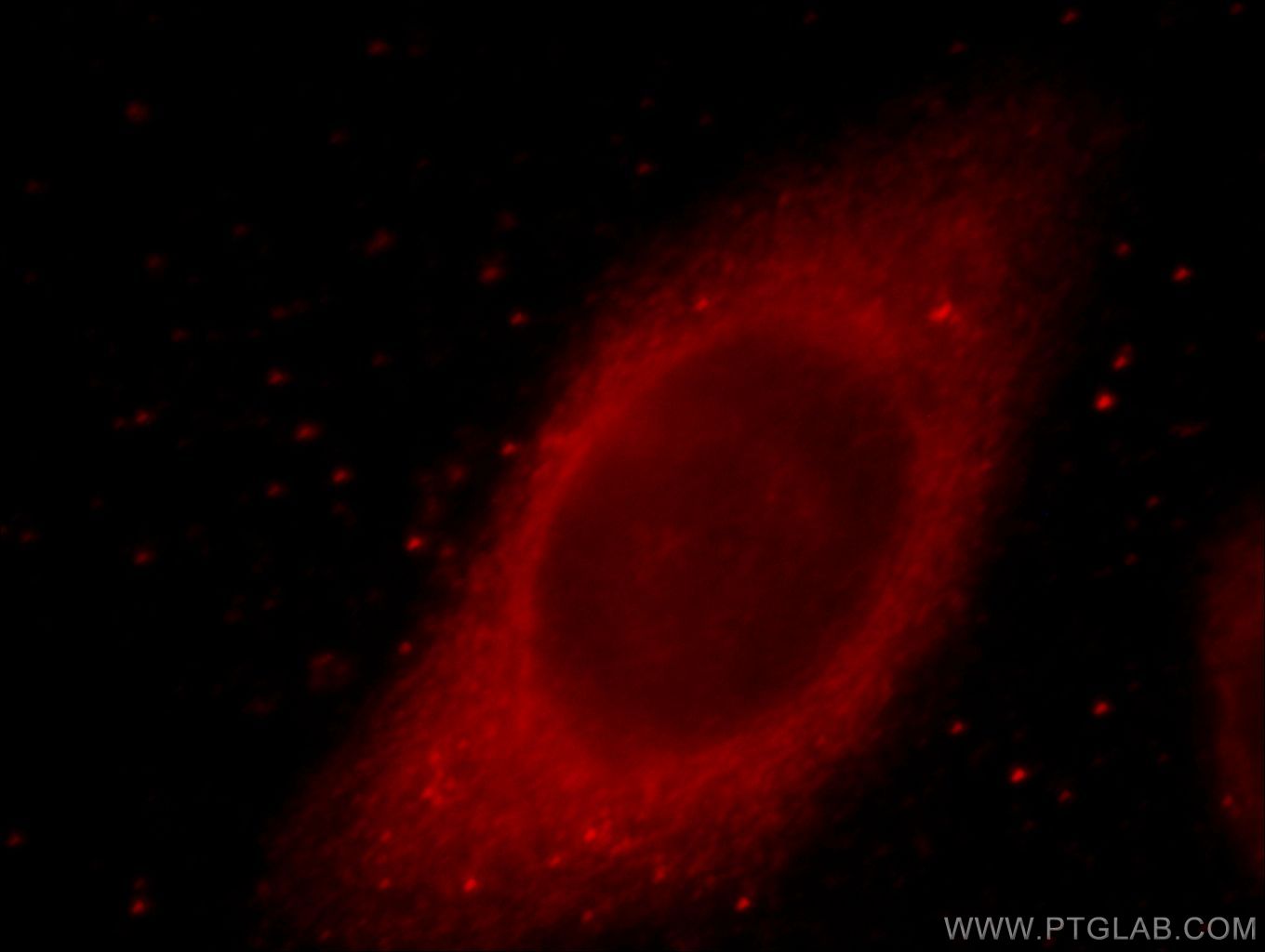 Immunofluorescence (IF) / fluorescent staining of HepG2 cells using MYO7A Polyclonal antibody (20720-1-AP)