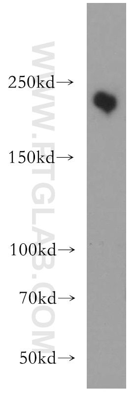 Western Blot (WB) analysis of L02 cells using MYO7A Polyclonal antibody (20720-1-AP)