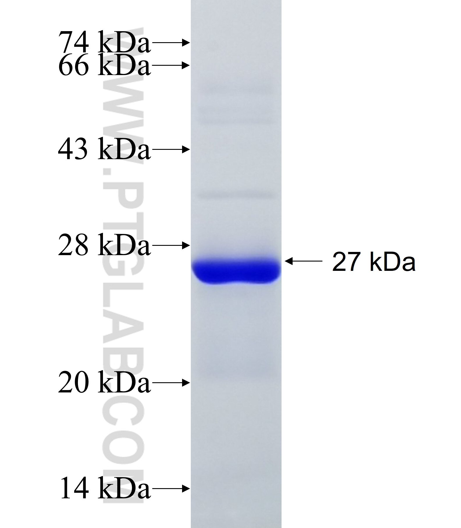 MYO7A fusion protein Ag34146 SDS-PAGE